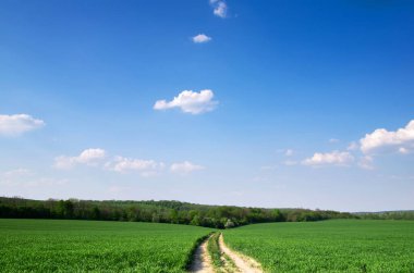 yeşil tarla ve mavi gökyüzü
