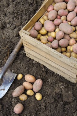 Bir tarlada patates hasat etmek.