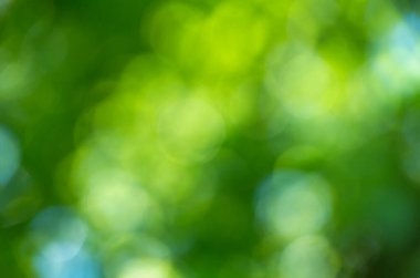 Yeşil bokeh arka plan doğa orman odak dışı