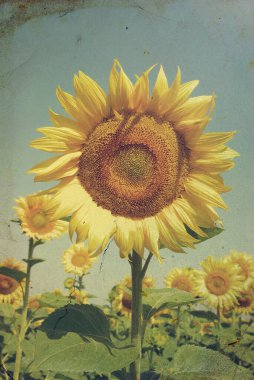 Ayçiçeği tarlası ve mavi güneş gökyüzü