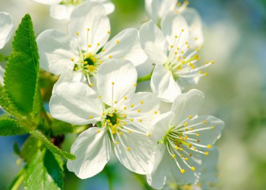 Beyaz çiçekli bahar dalı