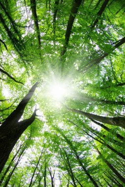 orman manzarası sabah