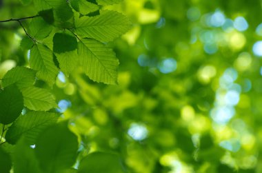 yeşil arka plan üzerinde yeşil yaprakları