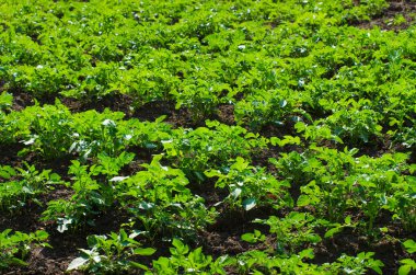 Klasik yaz çiçekleri, sanat