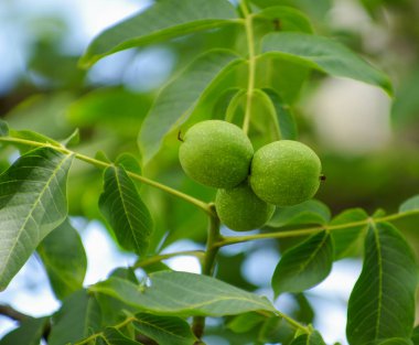 Gün batımında ağaçta genç cevizler.