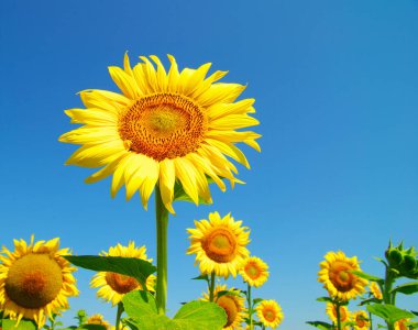 Ayçiçeği tarlası ve mavi güneş gökyüzü