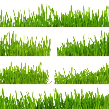 Beyaz arkaplanda yeşil çimen izole