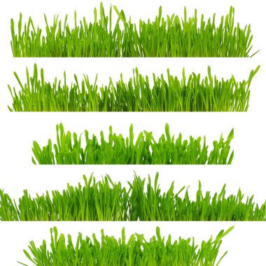 Beyaz arkaplanda yeşil çimen izole