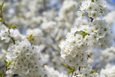 Doğanın arka planında çiçek ağacı var. Bahar çiçekleri. Bahar arkaplanı