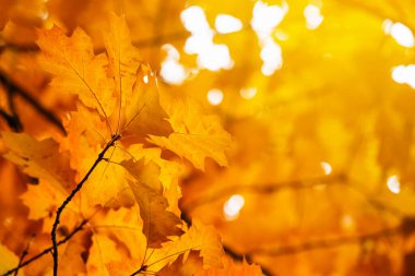 Sarı akçaağaç bir dal sonbahar yaprakları.