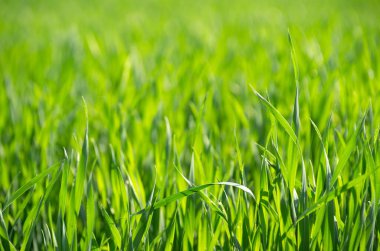 yeşil arka planda yeşil çimen