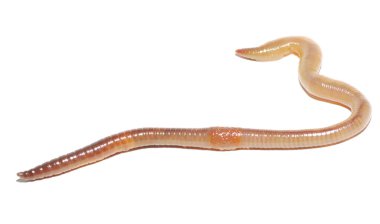 solucan beyaza yakın çekim