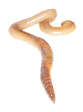 solucan beyaza yakın çekim