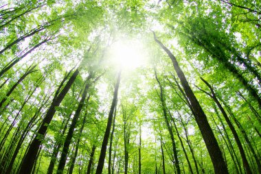 Sabah güzel orman manzarası