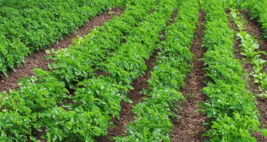 Patates tarlasına yakın..