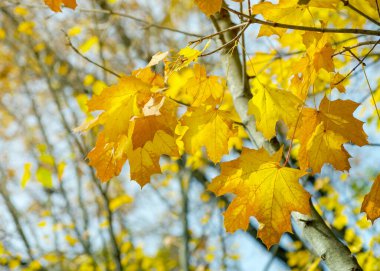 Sarı akçaağaç bir dal sonbahar yaprakları.