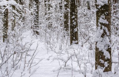 Kışın kar kaplı ağaçlar arka plan