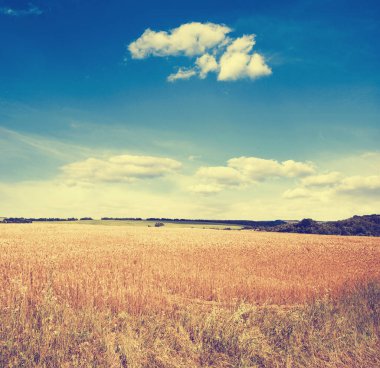 alan altın buğday ve mavi gökyüzü