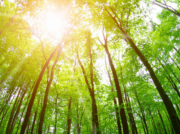 Лесной пейзаж утром
