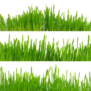 Beyaz arkaplanda yeşil çimen izole