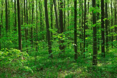 Orman ağaçları. doğa yeşil ahşap güneş ışığı arka planı