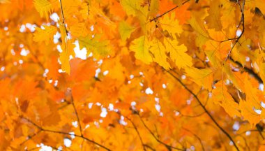 Sonbahar ormanlarındaki dallarda yapraklar.