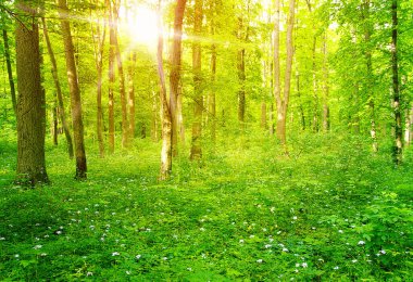 orman manzarası sabah