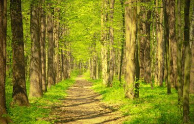 Sabah güzel orman manzarası