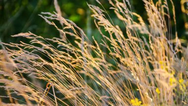 sıcak bir yaz akşamı gün batımında kuru çim