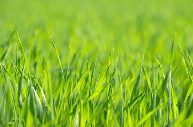 yeşil arka planda yeşil çimen