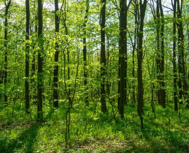 Orman ağaçları. doğa yeşil ahşap güneş ışığı arka planı