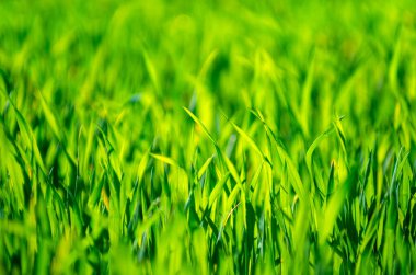 seçici odak ile yeşil çim arka plan