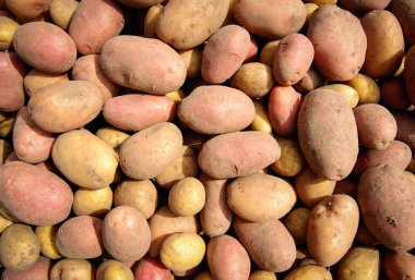 Arka plan olarak taze çiğ patates.