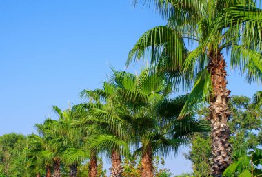 Mavi gökyüzünde palmiye ağacı