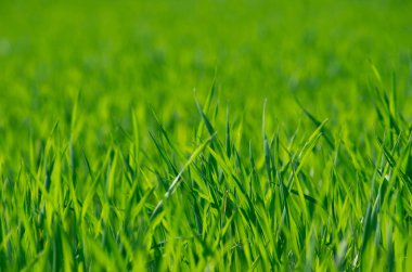 Bir tarladan yeşil çimen dokusu