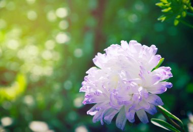 Çiçek bahçesinde kasımpatı