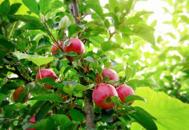 Olgun elmalar ağaçta