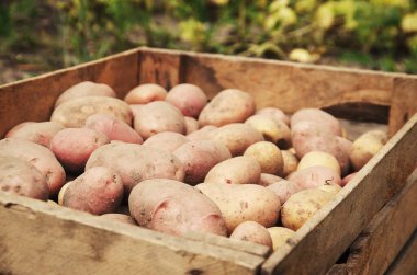 Arka plan olarak taze çiğ patates.