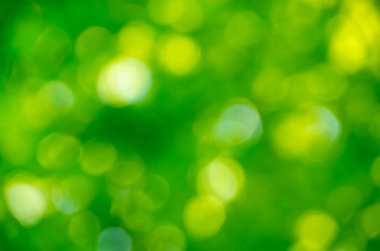 Yeşil bokeh arka plan doğa orman odak dışı