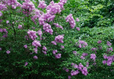 Çiçek açan dallar, seçici odak