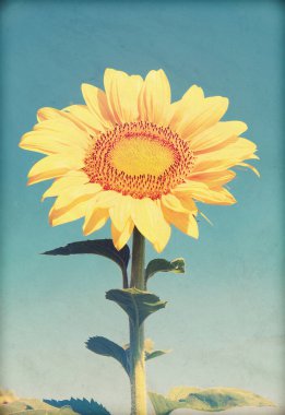 Ayçiçeği tarlası ve mavi güneş gökyüzü