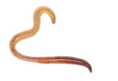 solucan beyaza yakın çekim