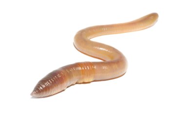 solucan beyaza yakın çekim