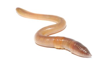 solucan beyaza yakın çekim