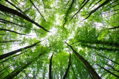 orman manzarası sabah