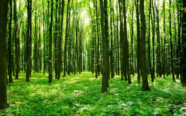 Bahar yeşil bir ormandaki