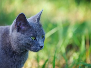 Gri kedi yerde oturuyor..