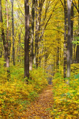 Güneş ışınları ile altın sonbahar orman