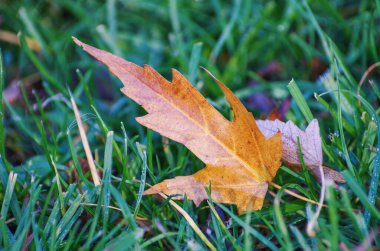 Sarı akçaağaç yaprağı sonbahar güneş ışığı yere