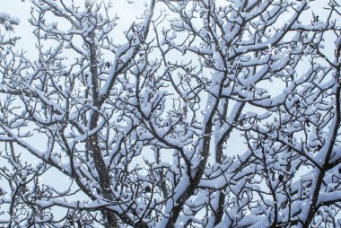 Arka plan ağaç dalları günü kar